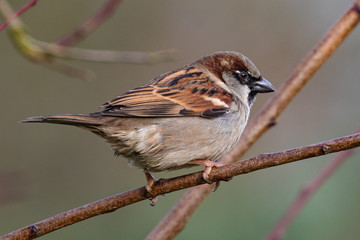 Portrait of House sparrow (passer domesticus) perched on branch 