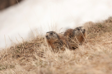 Alpine marmot, marmota marmota, The Alps, Italy