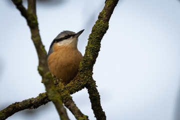 Portrait of Eurasian Nuthatch (Sitta europaea) perched on branch