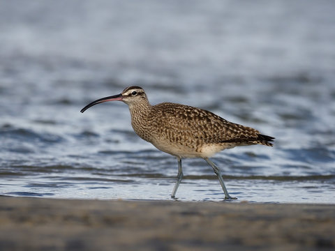 Whimbrel, Numenius Phaeopus