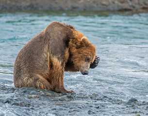 Obraz premium Brown Bear fishing for Salmon in Alaska
