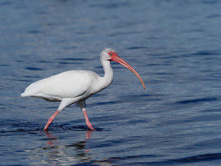 White ibis, Eudocimus albus,