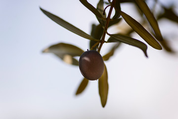 Close up shot of an olive on the branch