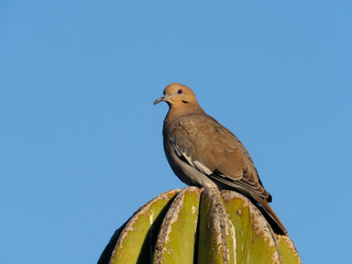 White-winged dove, Zenaida asiatica