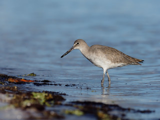 Willet, Catoptrophorus semipalmatus
