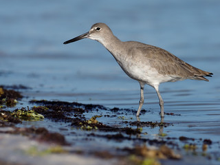 Willet, Catoptrophorus semipalmatus