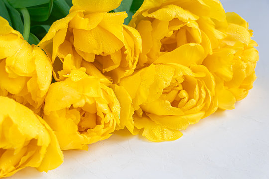 Bouquet of yellow tulips for the holidays. Women's Day, Valentine's Day, name day. On a white background.