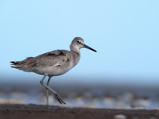 Willet, Catoptrophorus semipalmatus