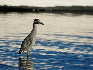 Yellow-crowned night-heron, Nycticorax violacea