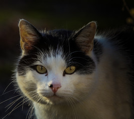 Cara de gato blanco y negro, con los ojos amarillos y las orejas levantadas en posición de ataque. 