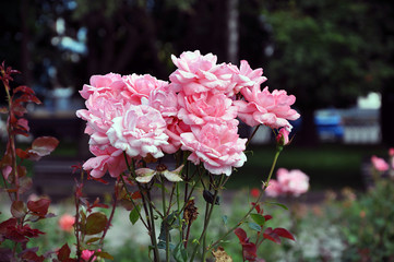 Fragrant pink roses in bloom