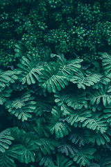 Beautiful nature background of vertical garden with tropical green leaf	