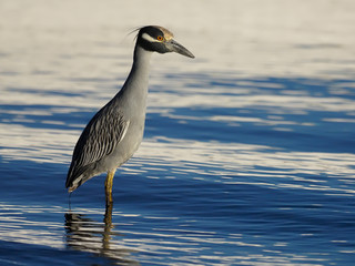Yellow-crowned night-heron, Nycticorax violacea