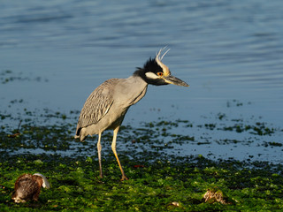 Yellow-crowned night-heron, Nycticorax violacea