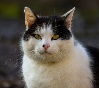 Primer plano de la cabeza de un gato blanco con manchas negras y los ojos amarillos. 