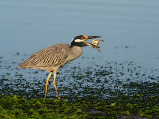 Yellow-crowned night-heron, Nycticorax violacea