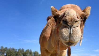 Nach unten schauendes Kamel