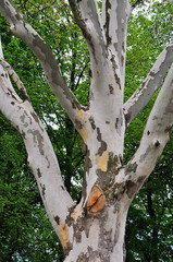 Single Platanus tree in a park