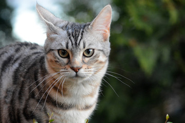 my beautiful Bengal cat