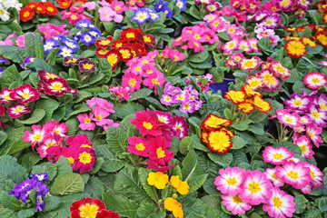 Fototapeta premium Colorful flowers on a green background