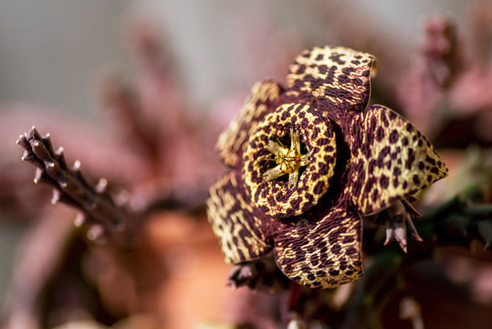 Close up shot of starfish cactus.