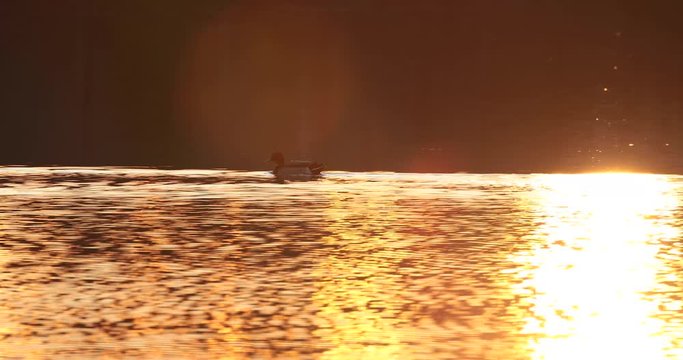 canard colvert au coucher de soleil
