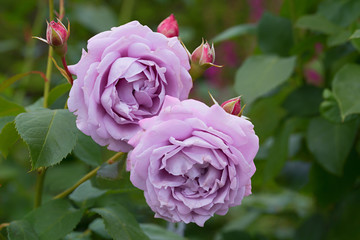 two light purple blooming roses, special variety