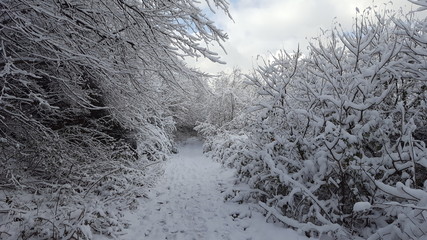 winter landscape with trees