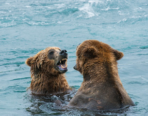 Obraz premium Brown Bear fishing for Salmon in Alaska