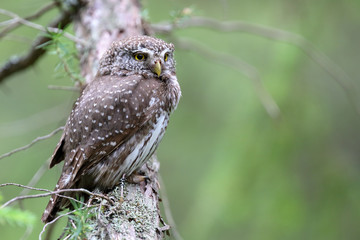 Eurasian Pygmy Owl