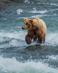 Brown Bear fishing for Salmon at McNeil River, Alaska