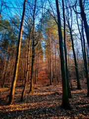 green spruce forest in the morning