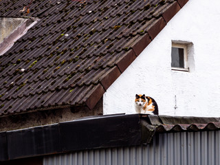 Katze am Dach