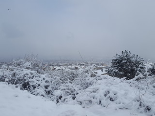winter mountain landscape with snowy trees and snow