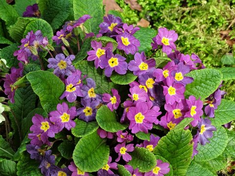 PR&Iacute;MULAS, TAMBI&Eacute;N LLAMADAS PRIMAVERAS. PEQUE&Ntilde;A PLANTA CON HERMOSAS Y LLAMATIVAS FLORES.