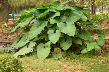 Deep Forest Jungle big trees greenery