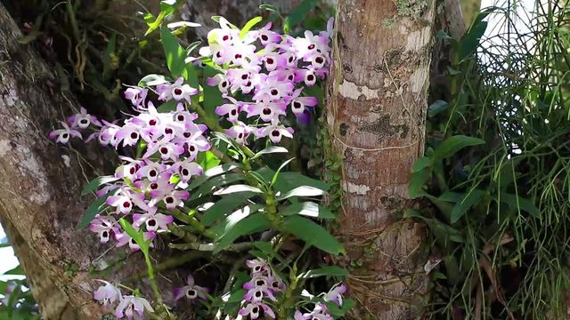 Close up de orqu&iacute;dea