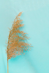 Branch of reeds foliage with shadows on neutral pastel blue background. Top view of reed foliage with copy space for text.