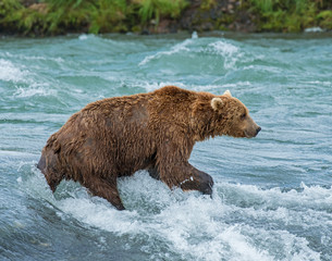 Brown Bear fishing for Salmon at McNeil River, Alaska