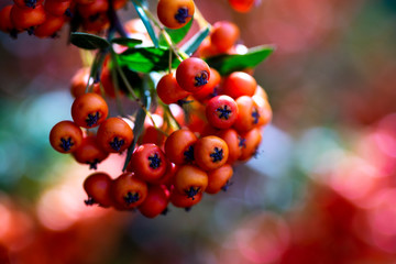 Close up shot of rowan fruits on branch. - obrazy, fototapety, plakaty