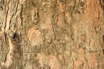 Natural Tree Bark Peeled Texture Background Image