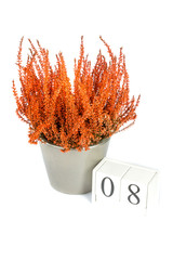 Flowers of orange Calluna vulgaris with cube calendar on white background, isolated, copy space for text. Womens Day, March 8. Greeting card. Top view