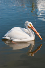 American White Pelican - Pelecanus erythrorhynchos