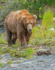 Fototapeta na wymiar Brown Bear fishing for Salmon at McNeil River, Alaska