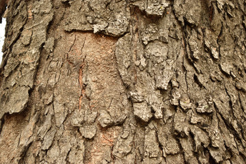 Natural Tree Bark Peeled Texture Background Image