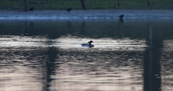 accouplement de canard colvert
