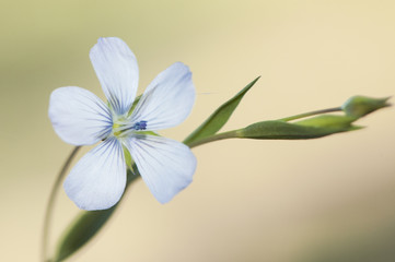 Linum bienne pale flax flower of delicate blue color elegant and small relative of the species used to obtain fiber