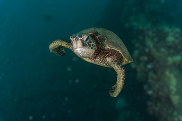 depth perception turtle