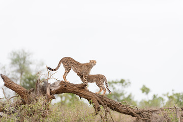 Cheetah in the wilderness of Africa, cheetah cub, cheetah mom