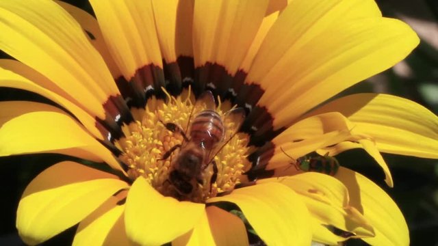 Flor amarela com abelha